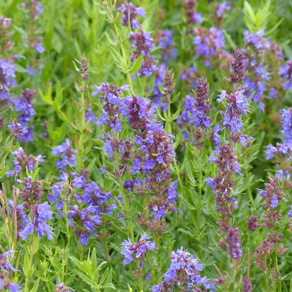 Ysop - Hyssopus officinalis blau