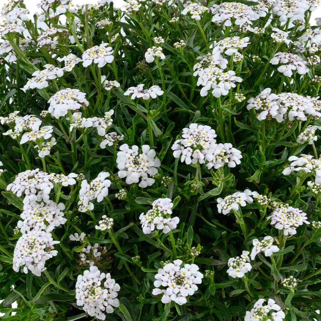 Iberis sempervirens First Flush Grace - Immergrüne Schleifenblume