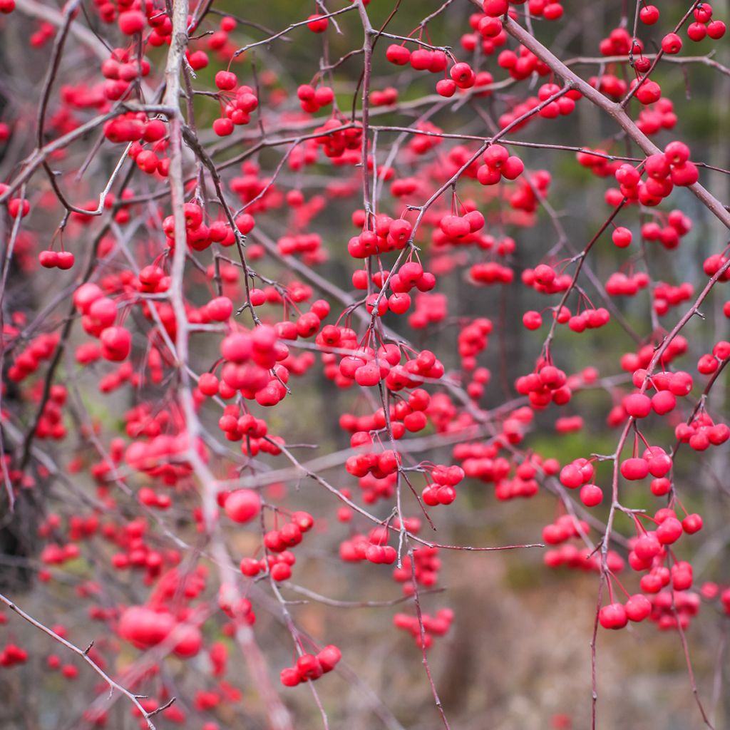 Ilex verticillata - Korallenhülse