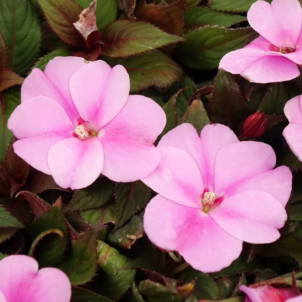 Sonnenlieschen SunPatiens Vigorous Lavender - Impatiens