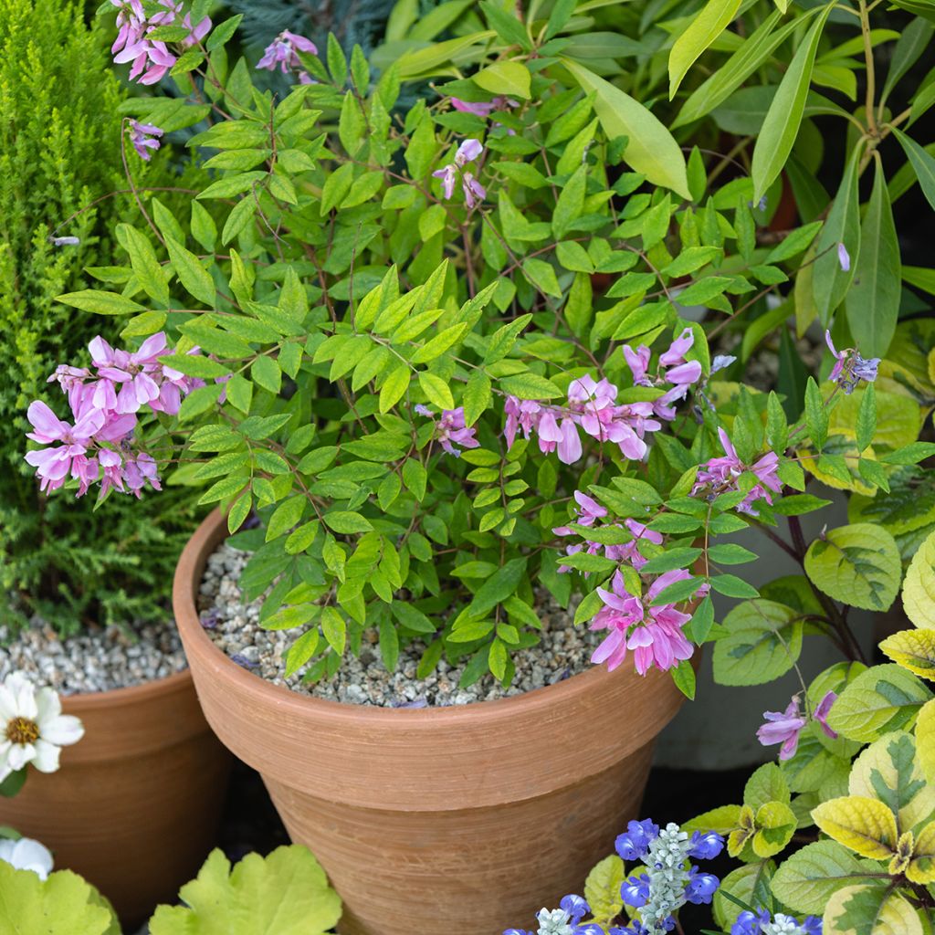 Indigofera heterantha - Himalaya -Indigostrauch