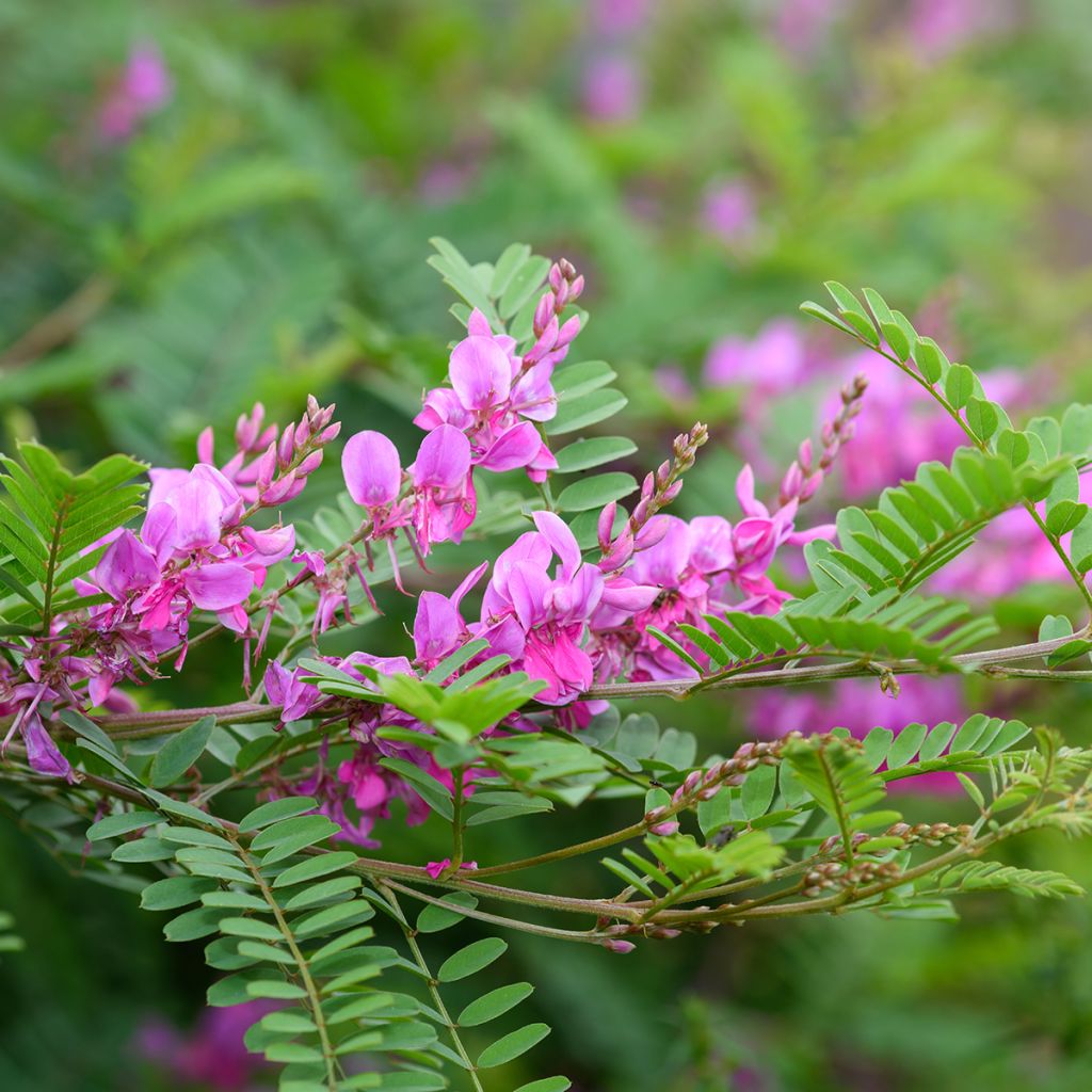 Indigofera heterantha - Himalaya -Indigostrauch
