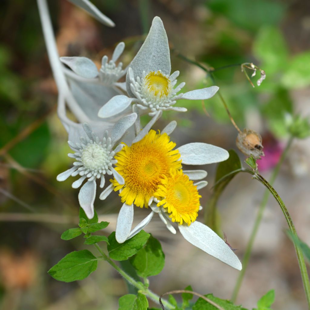 Inula candida subsp. verbascifolia - Alant