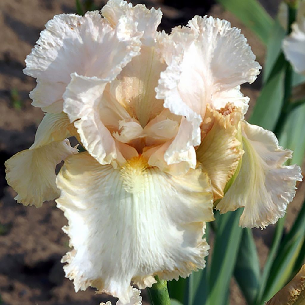 Iris Buffy - Schwertlilie