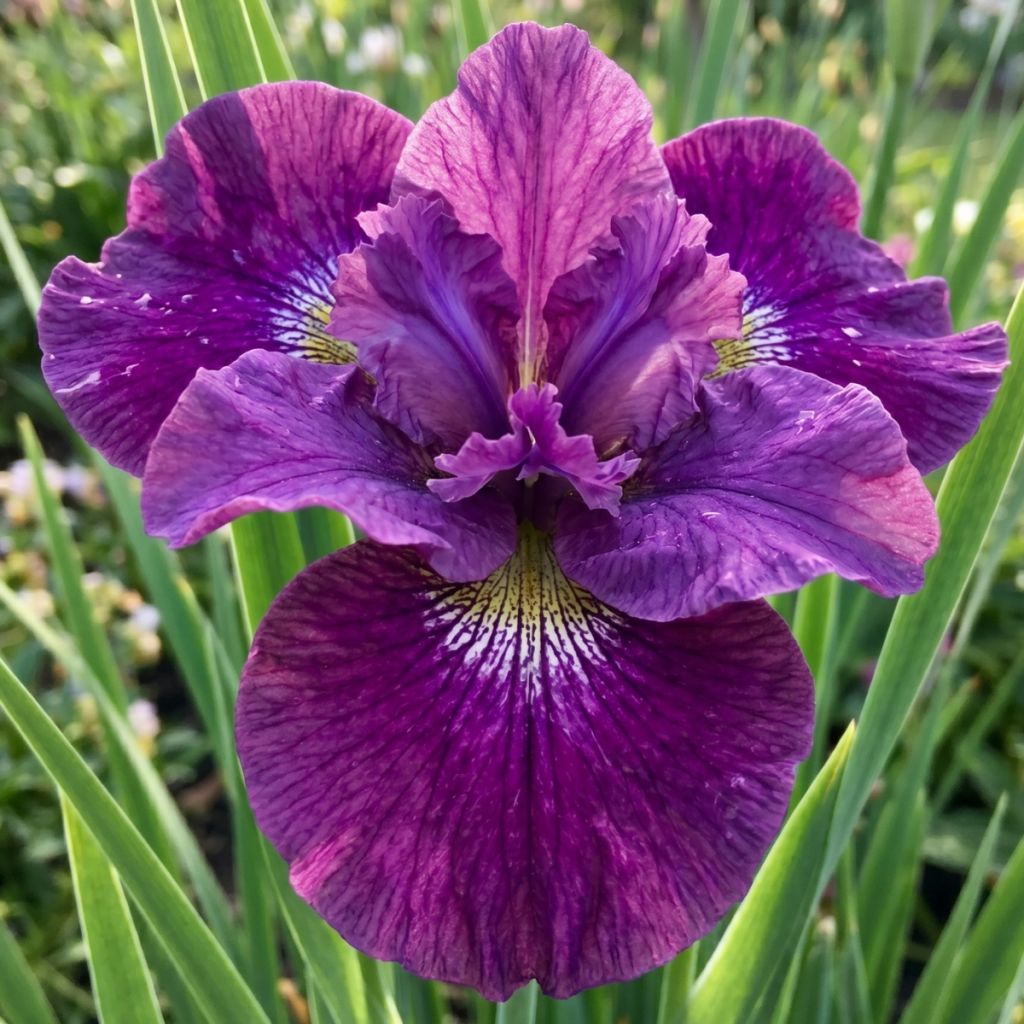 Iris sibirica Spindazzle - Sibirische Schwertlilie