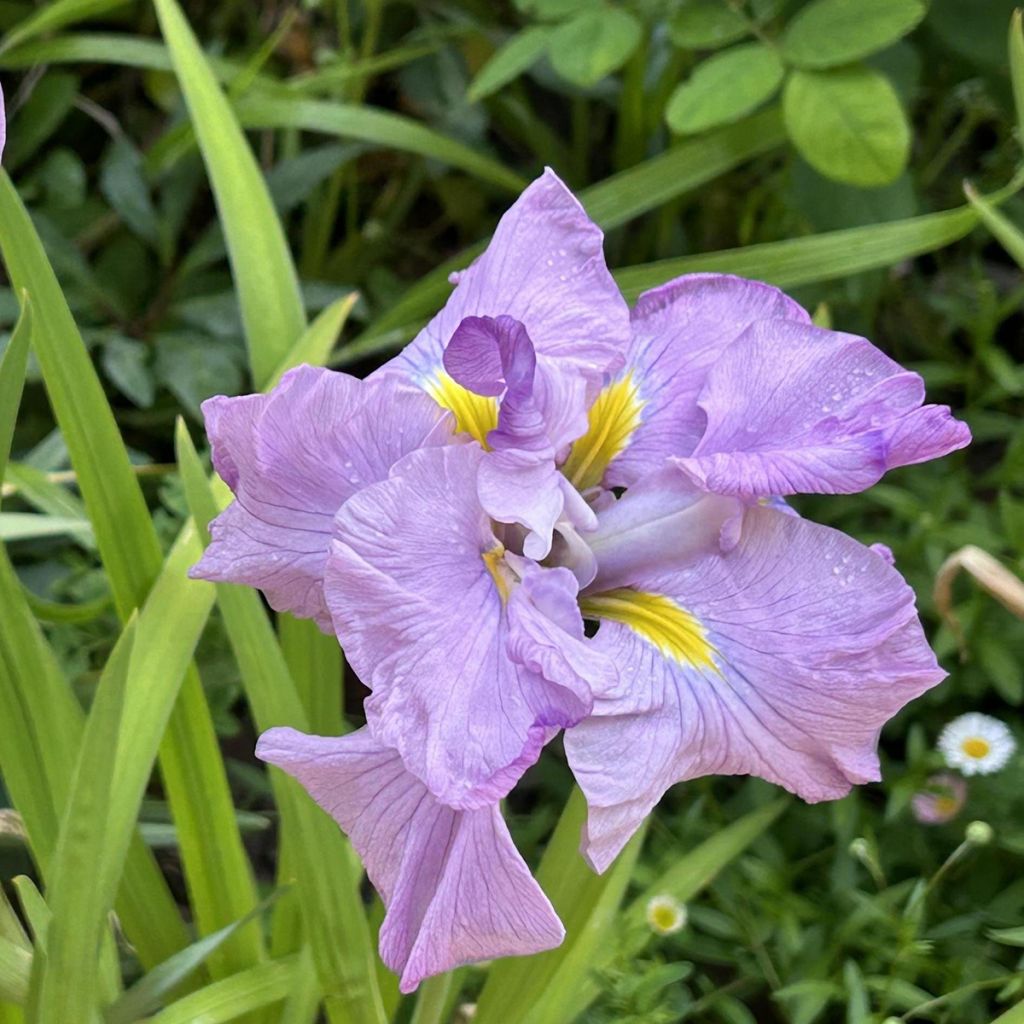 Iris ensata Worley Pink - Japanische Schwertlilie