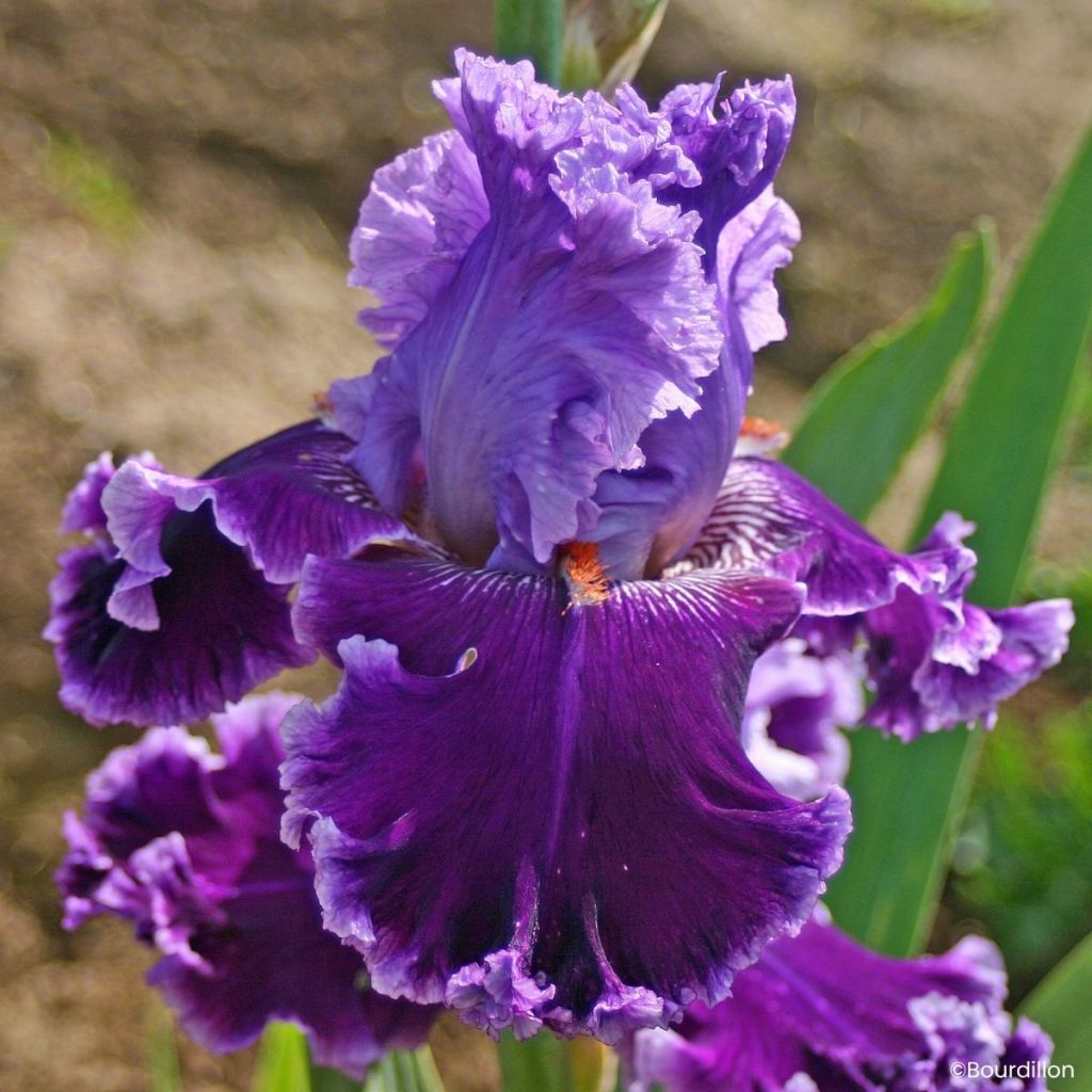 Iris germanica Louisa's Song - Schwertlilie