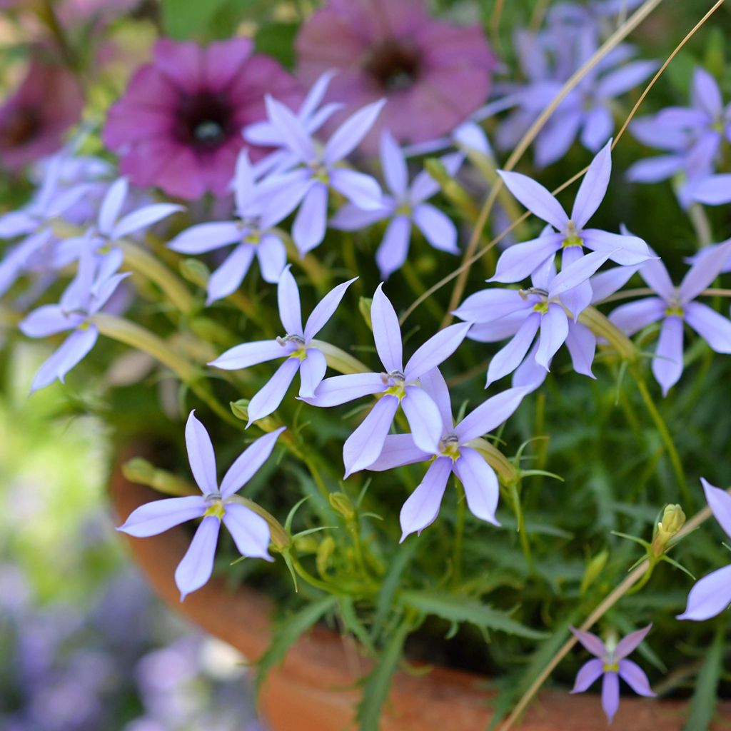 Isotoma Stella Blue - Schein-Lobelie