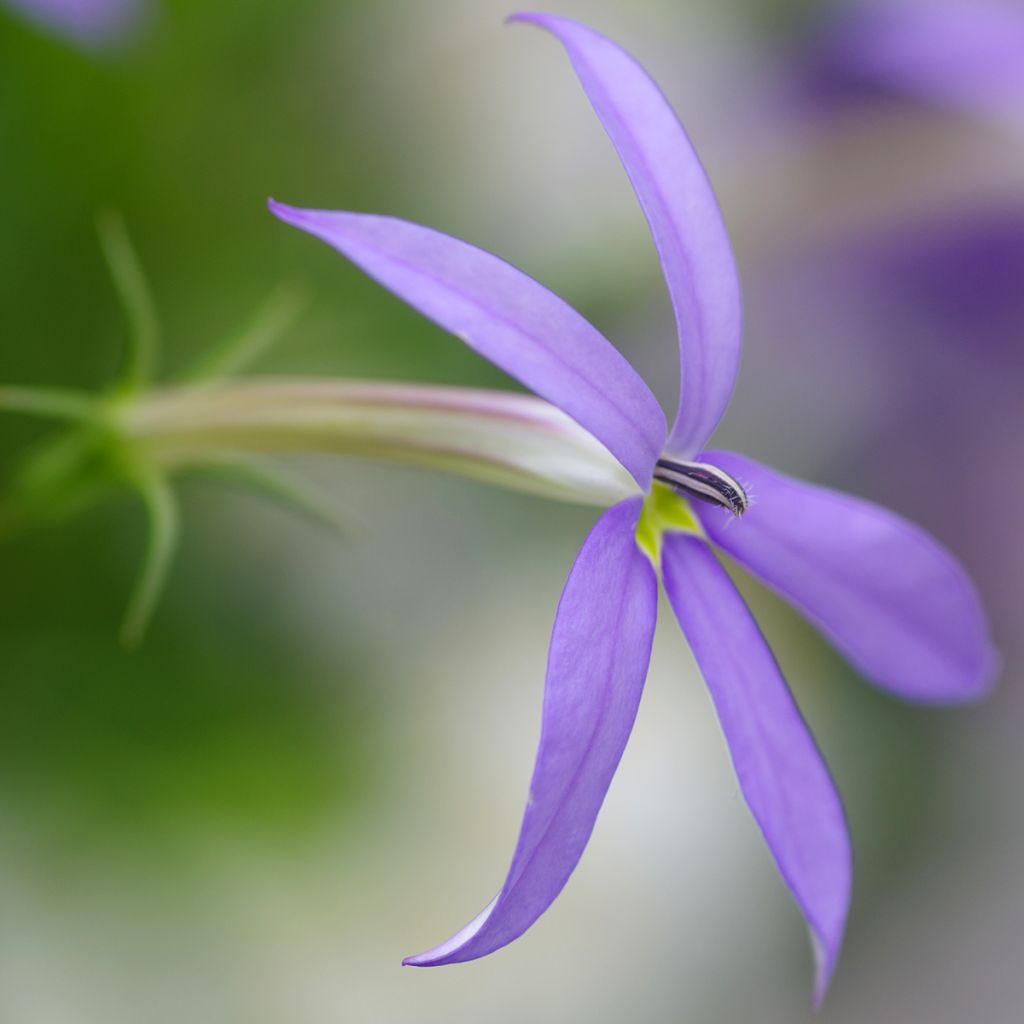 Isotoma Stella Blue - Schein-Lobelie