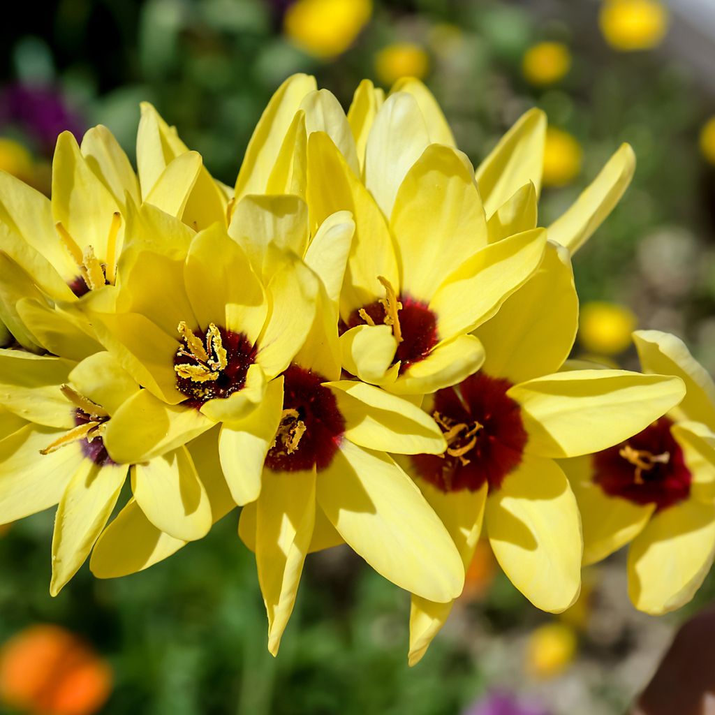 Ixia Yellow Emperor - Klebschwertel
