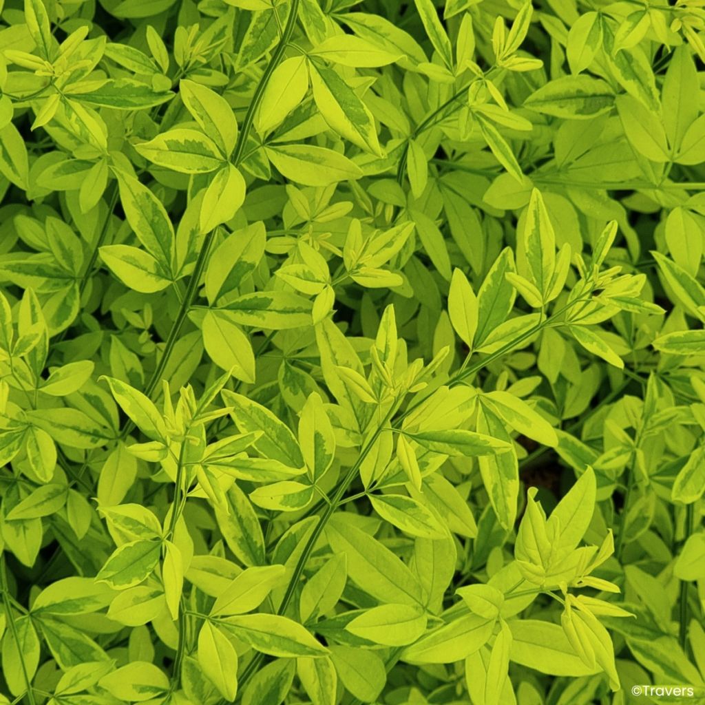 Jasminum mesnyi Goldtouch - Primel-Jasmin