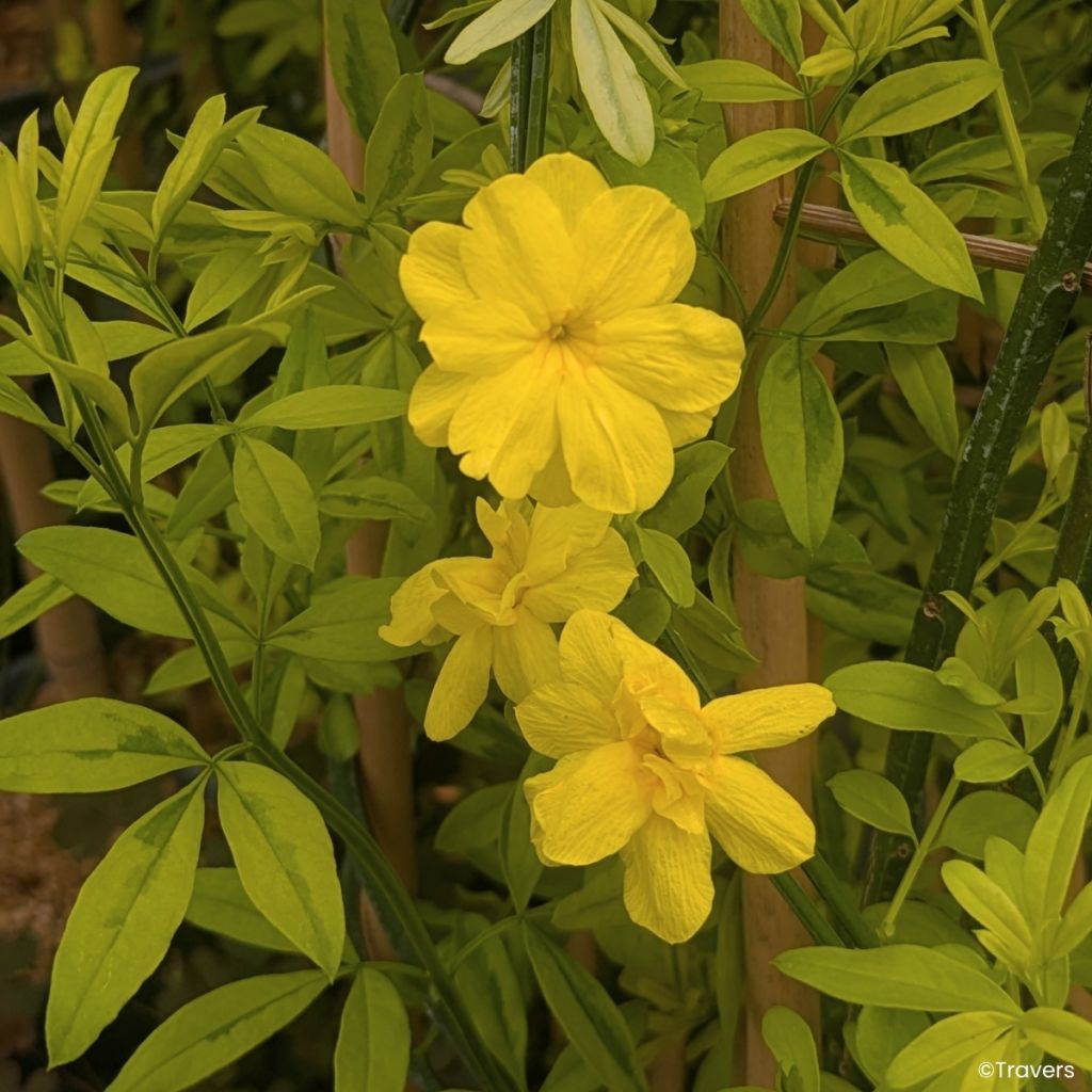 Jasminum mesnyi Goldtouch - Primel-Jasmin