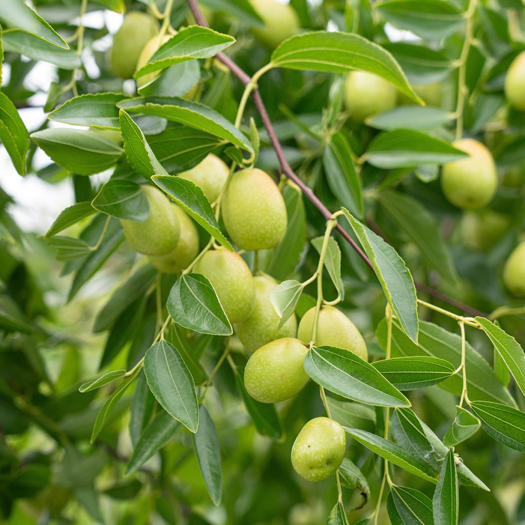 Chinesische Jujube Dongzao - Ziziphus jujuba