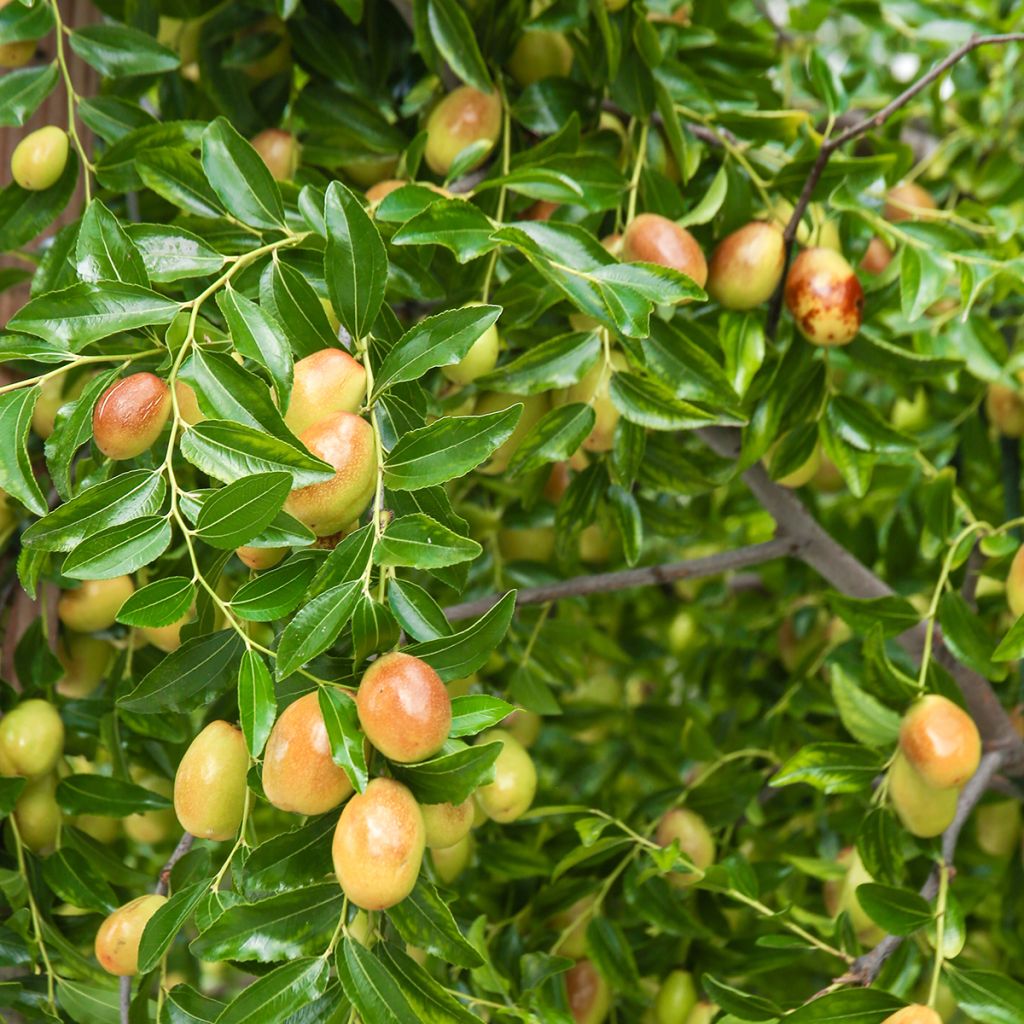Chinesische Jujube Meimizao - Ziziphus jujuba