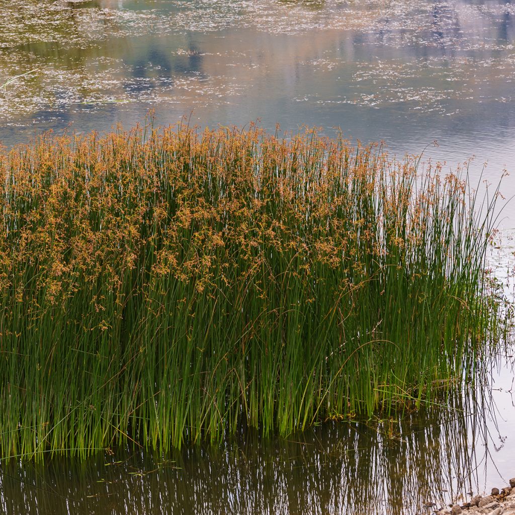Juncus inflexus - Blaugrüne Binse