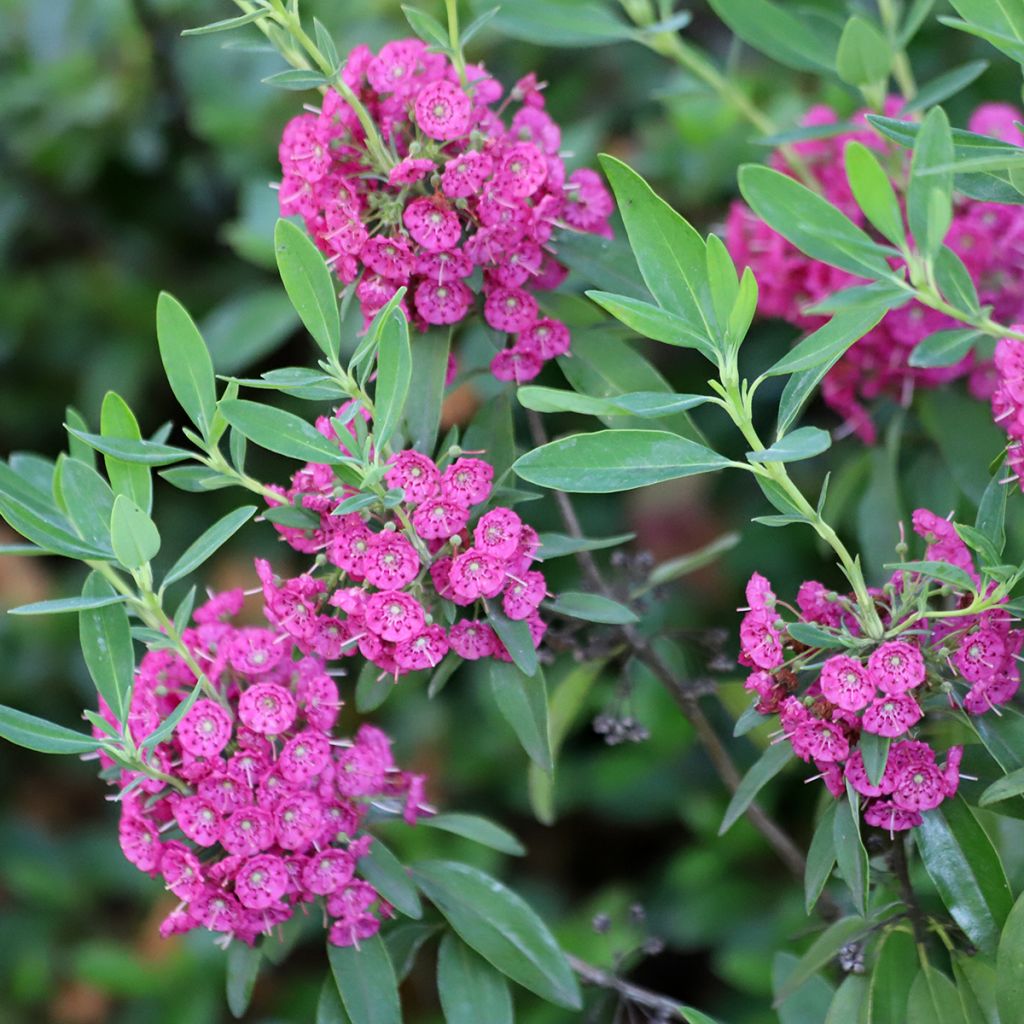 Kalmia angustifolia Rubra - Schmalblättrige Lorbeerrose