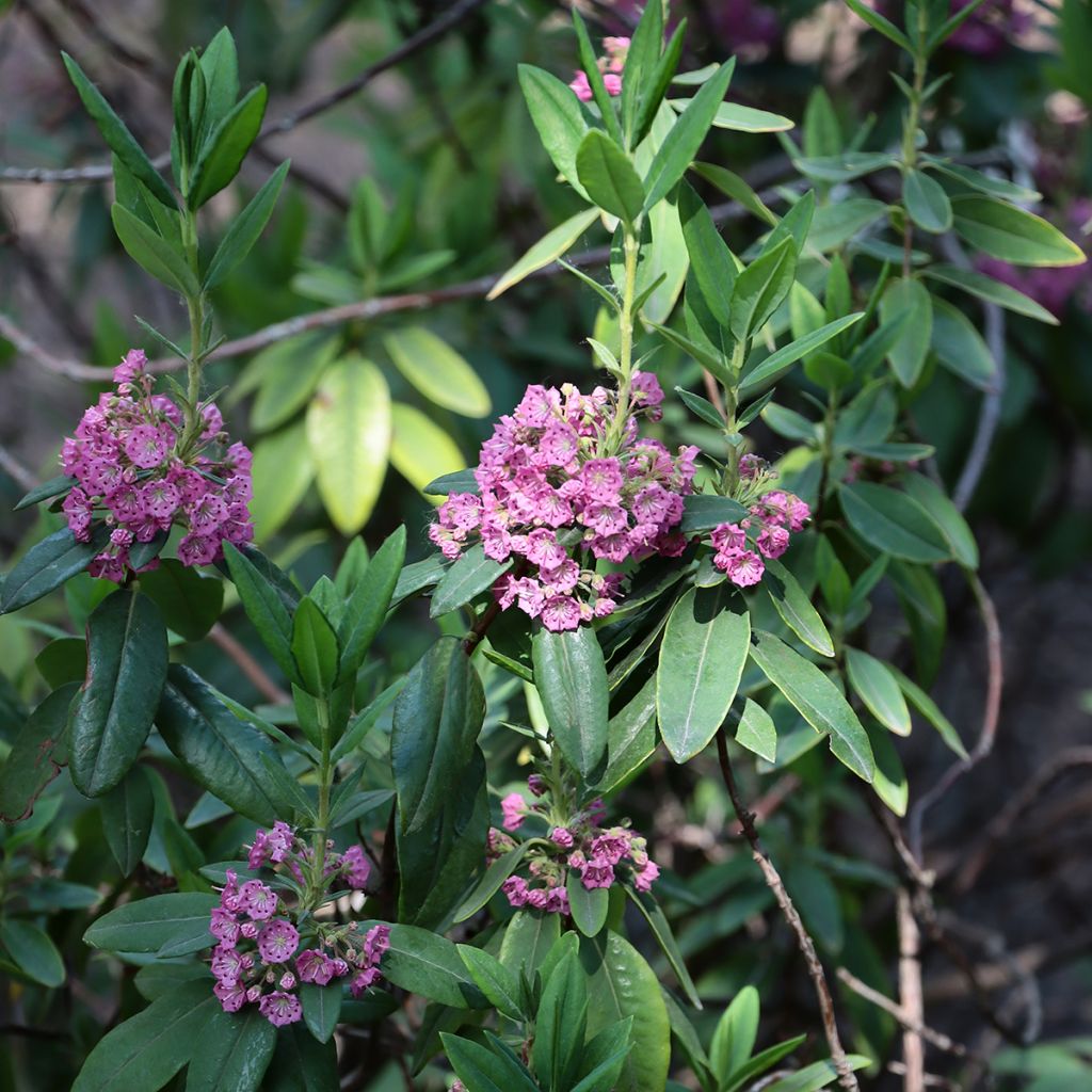 Kalmia angustifolia Rubra - Schmalblättrige Lorbeerrose