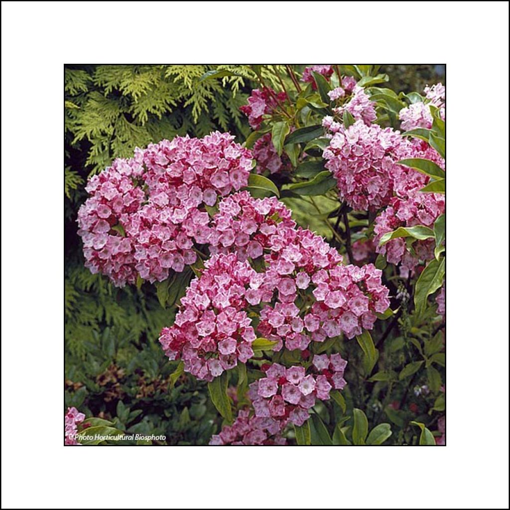 Lorbeerrose Otsbo Red - Kalmia latifolia