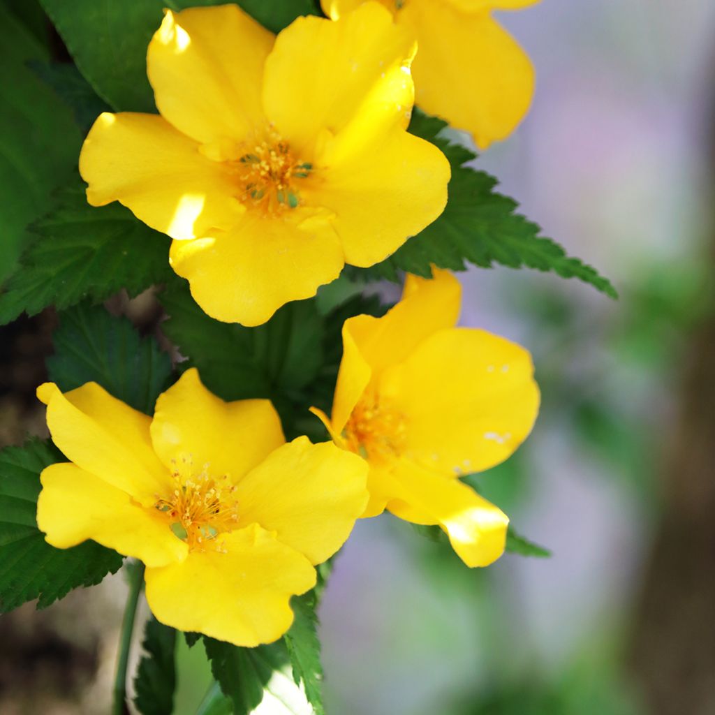 Goldröschen - Kerria japonica