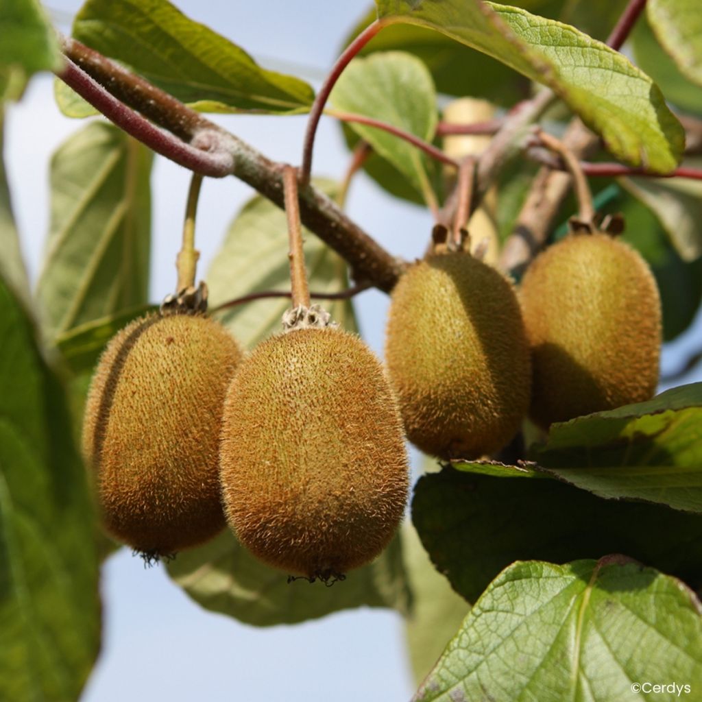 Actinidia deliciosa Koryoku (Weiblich) - Chinesischer Strahlengriffel