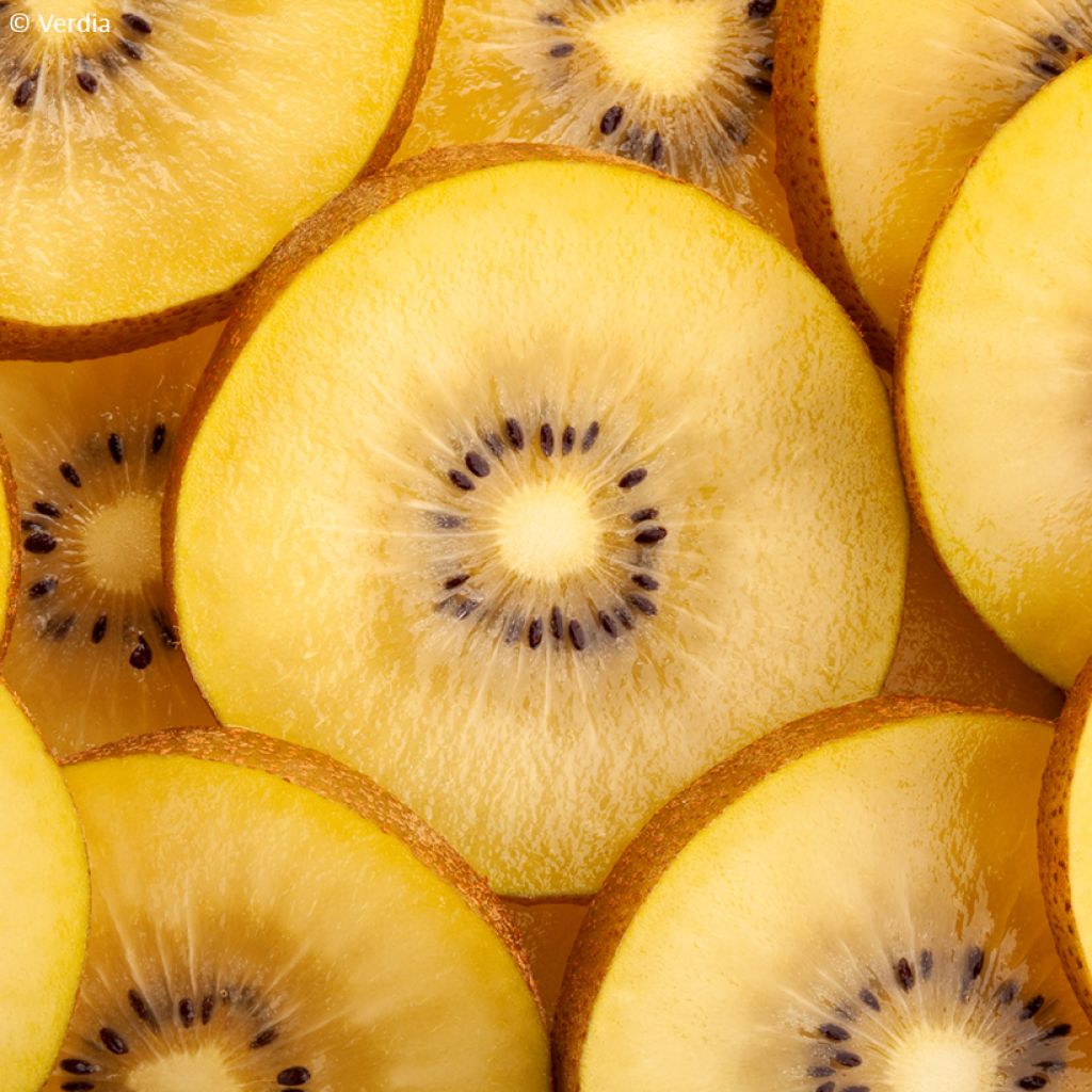 Actinidia deliciosa kiw'Happy (Weiblich)  - Chinesischer Strahlengriffel