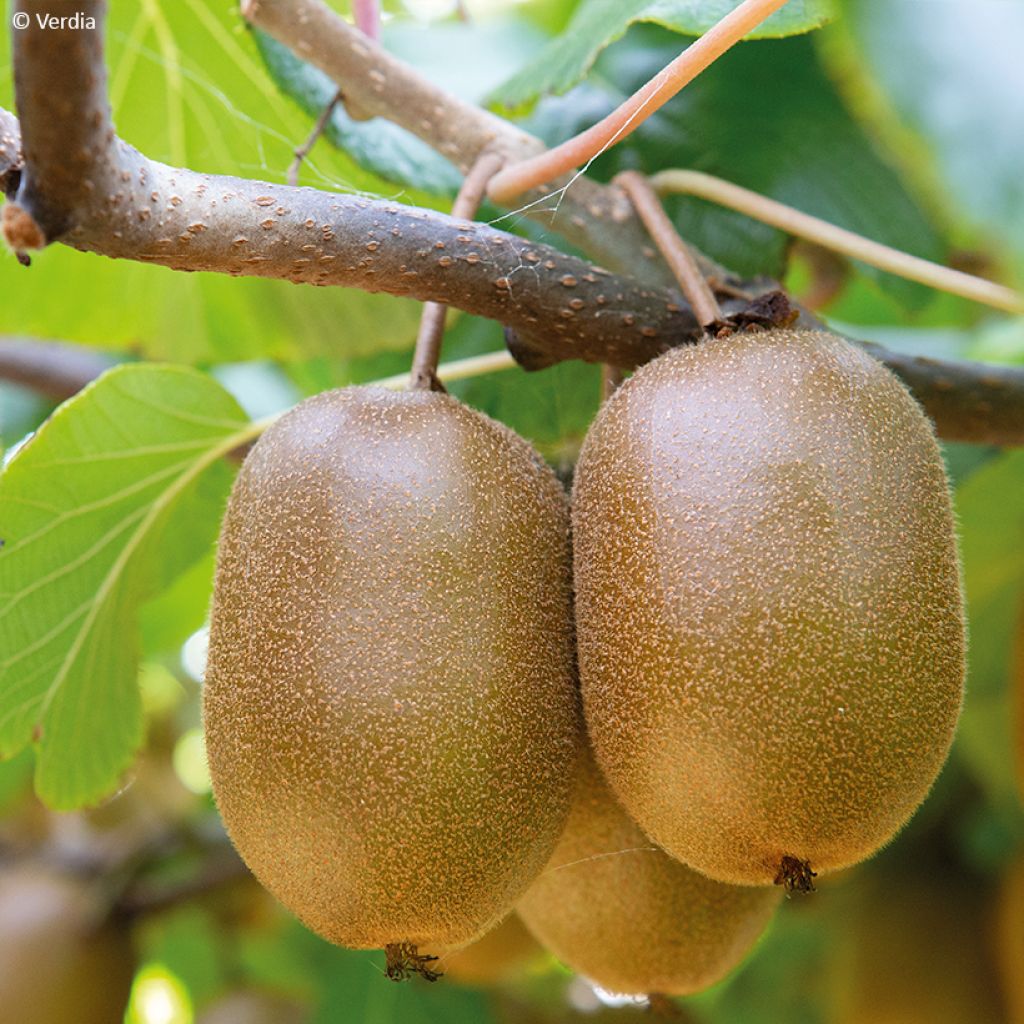 Actinidia deliciosa kiw'Happy (Weiblich)  - Chinesischer Strahlengriffel