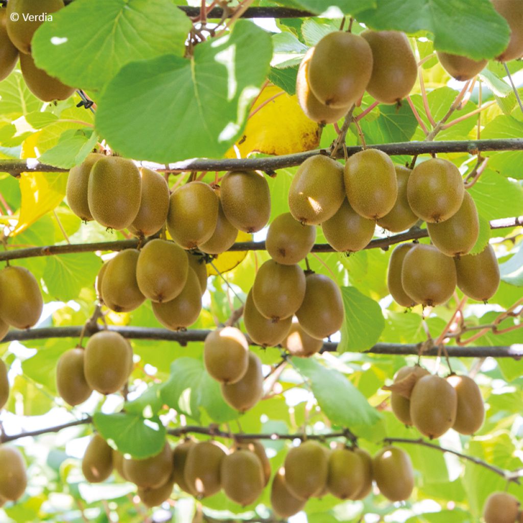 Actinidia deliciosa kiw'Happy (Weiblich)  - Chinesischer Strahlengriffel