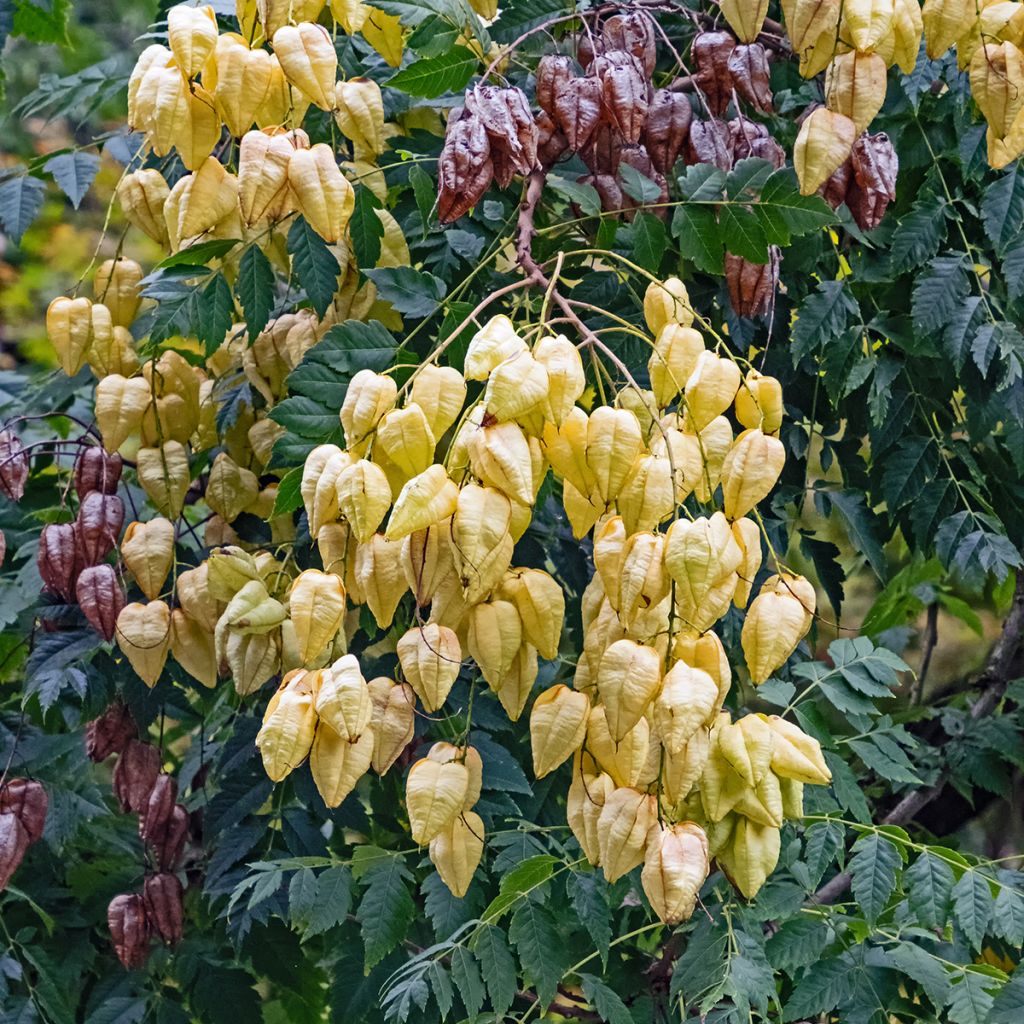 Koelreuteria paniculata - Blasenesche