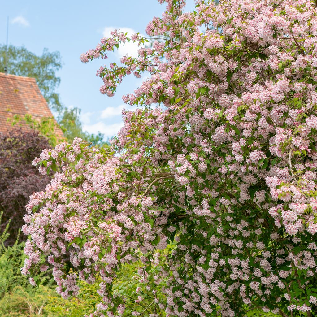 Kolkwitzia amabilis - Scheinweigelie