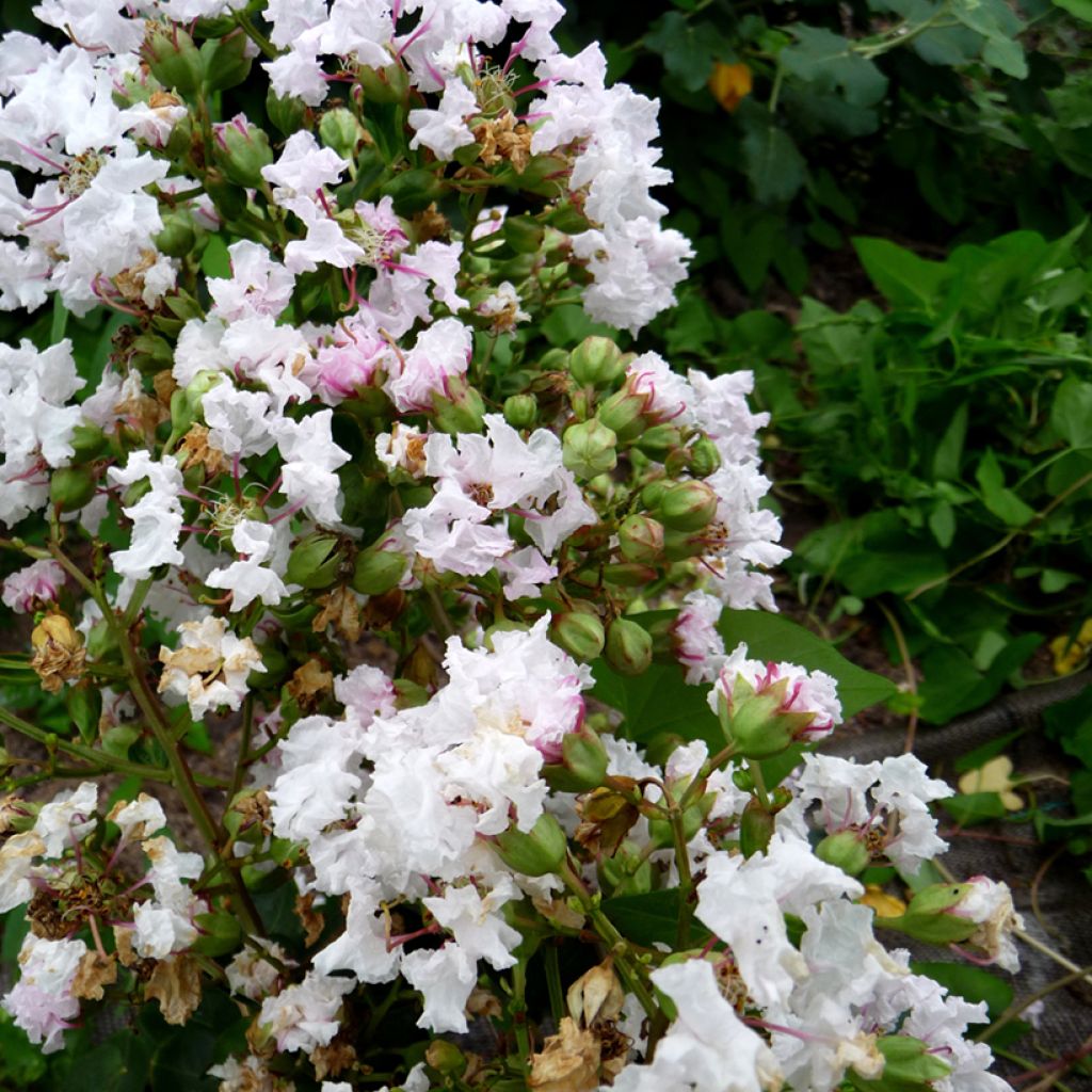 Chinesische Kräuselmyrte Petite Snow - Lagerstroemia