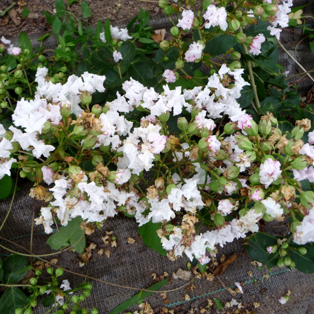 Chinesische Kräuselmyrte Petite Snow - Lagerstroemia