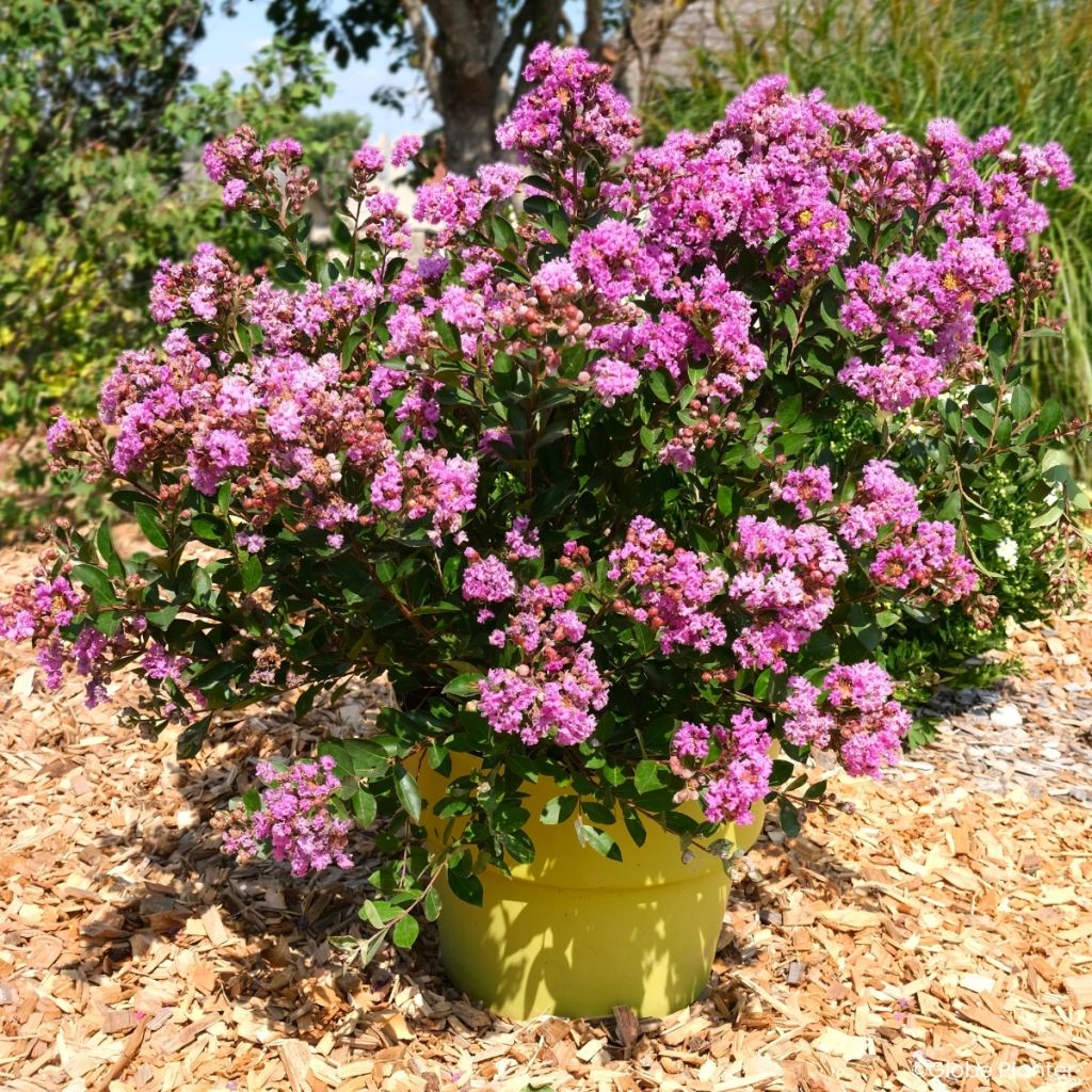 Chinesische Kräuselmyrte Gourmet Violetta - Lagerstroemia