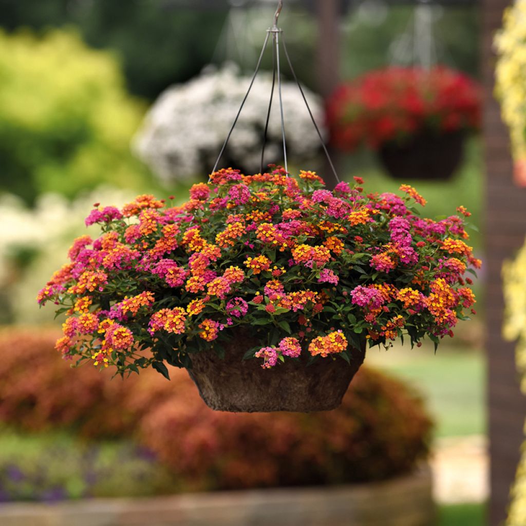 Lantana camara PassionFruit - Wandelröschen