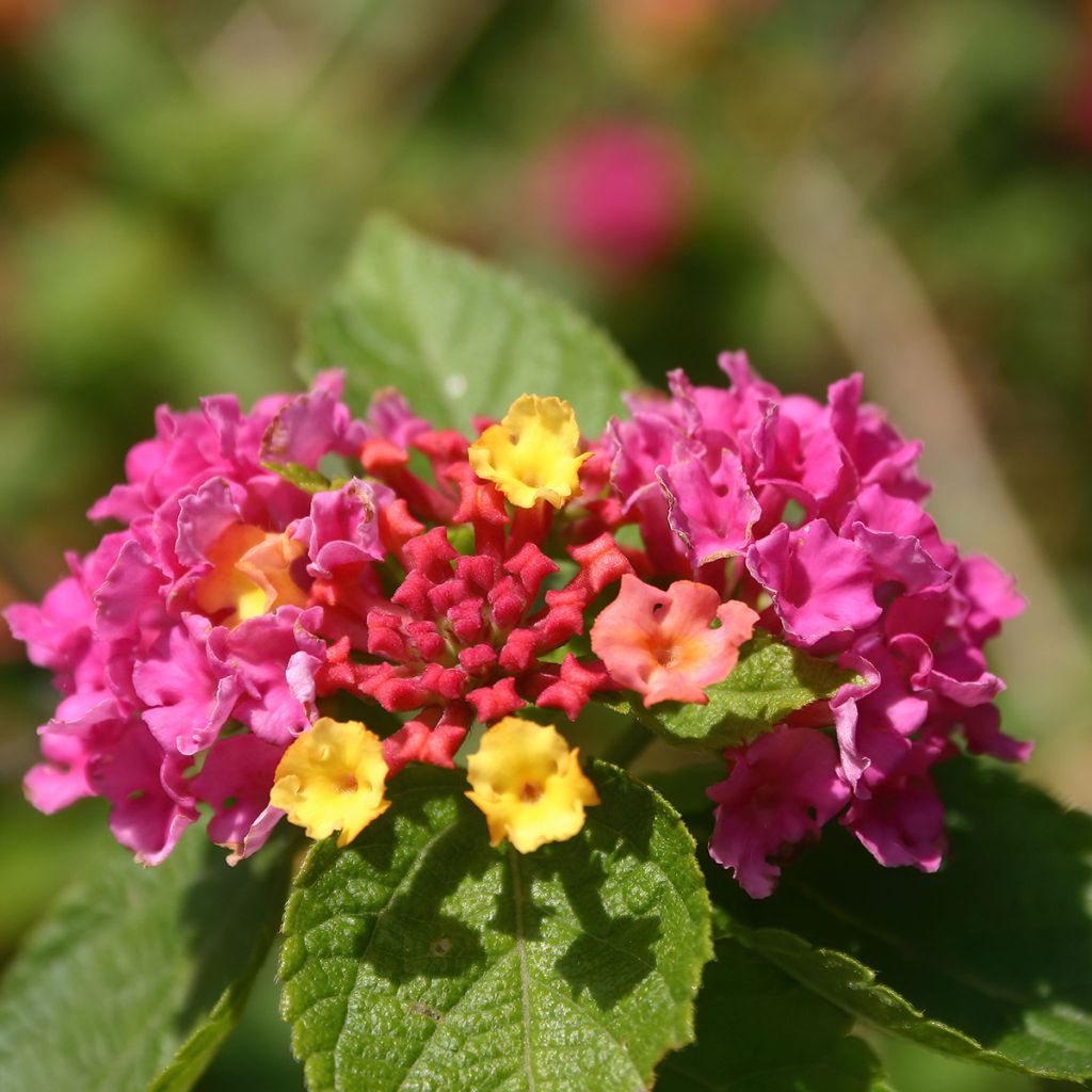 Lantana camara Gem Diva Pink - Wandelröschen