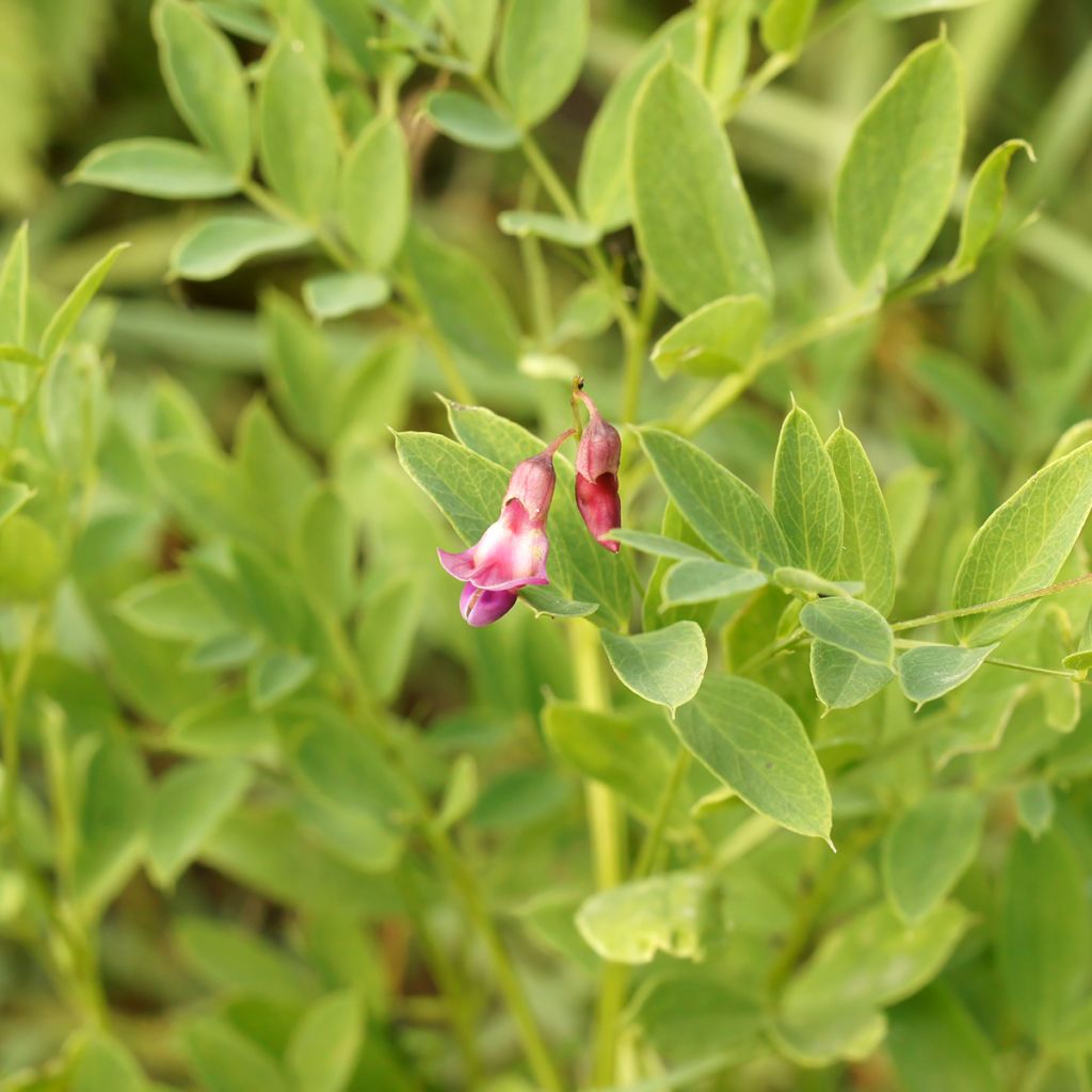 Schwarze Platterbse - Lathyrus niger