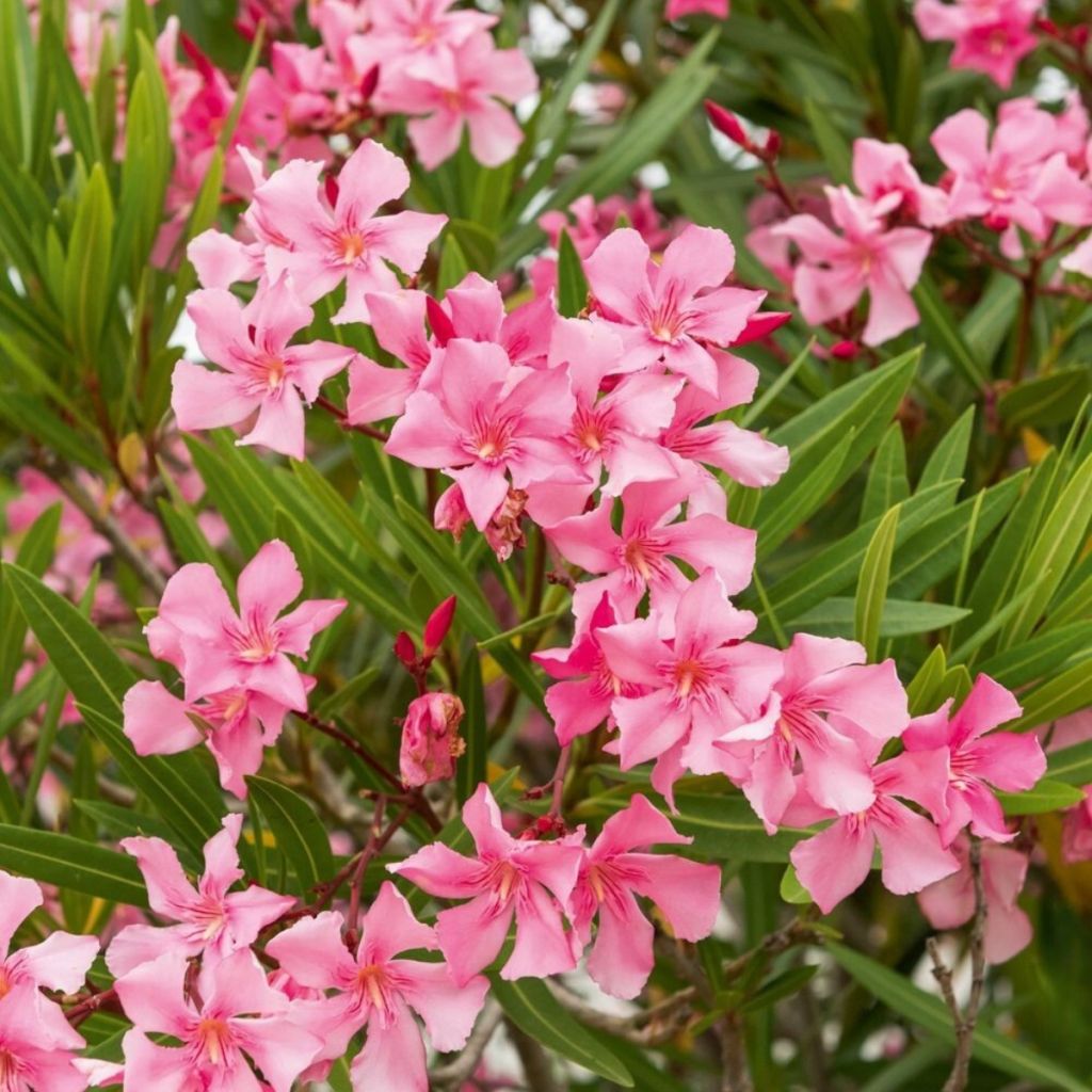 Oleander Margarita – Nerium oleander
