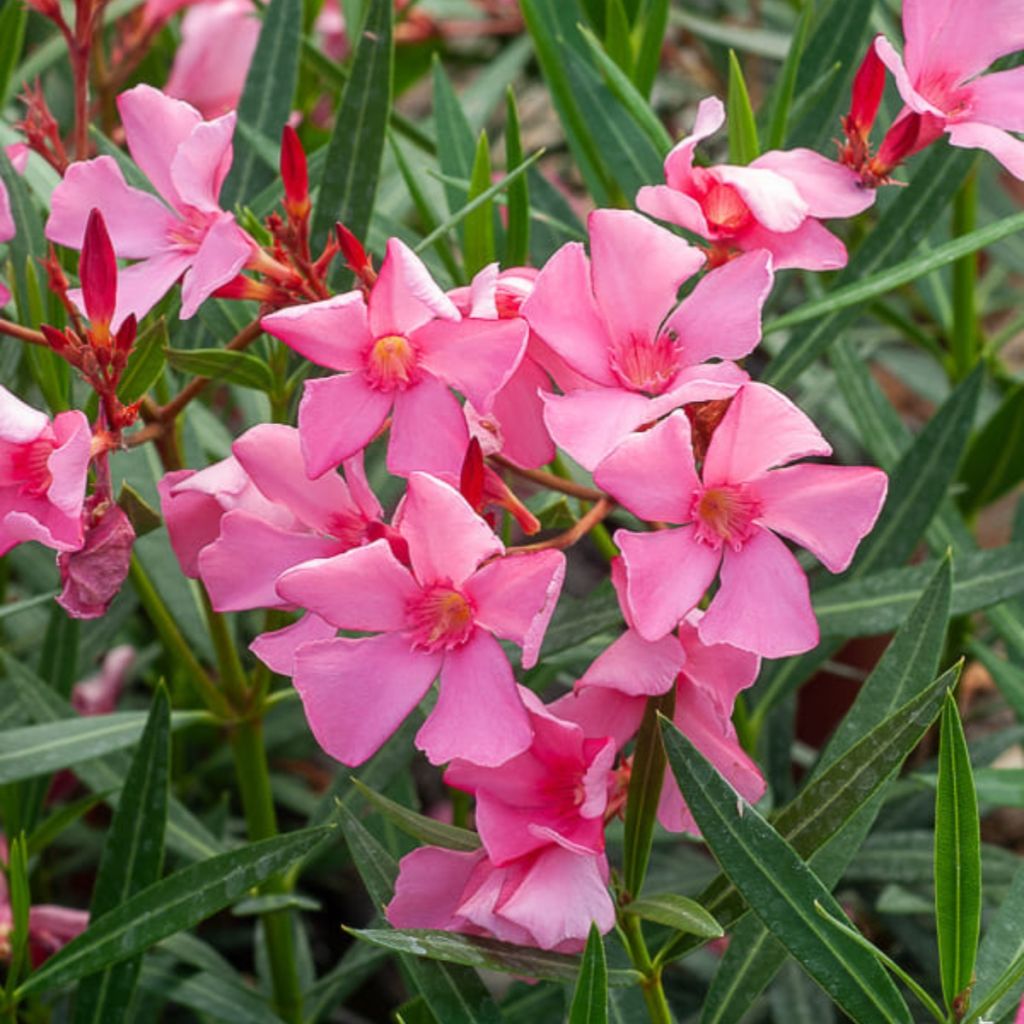 Oleander Maurin des Maures – Nerium oleander