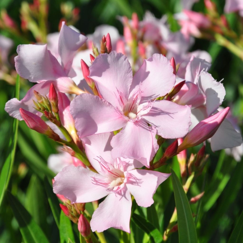 Oleander Sealy Pink – Nerium oleander