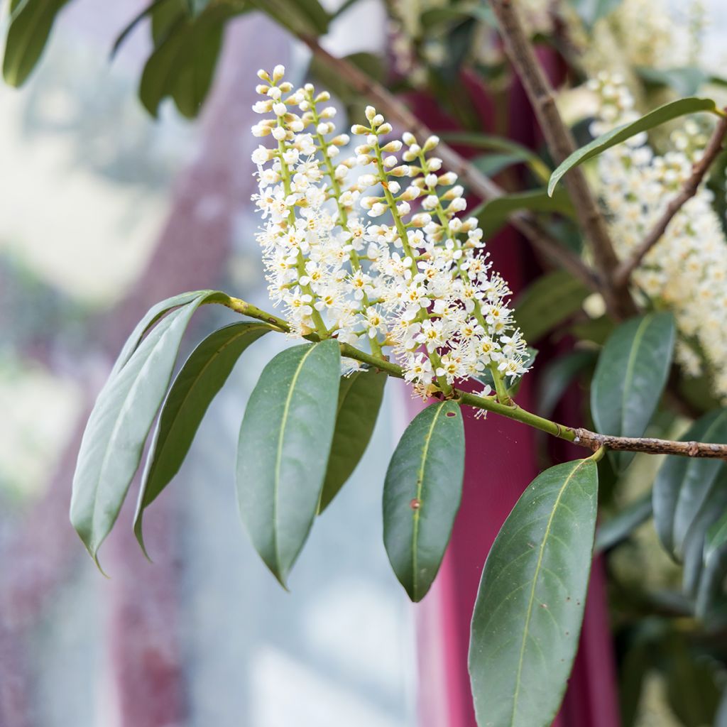 Portugiesische Lorbeerkirsche - Prunus lusitanica