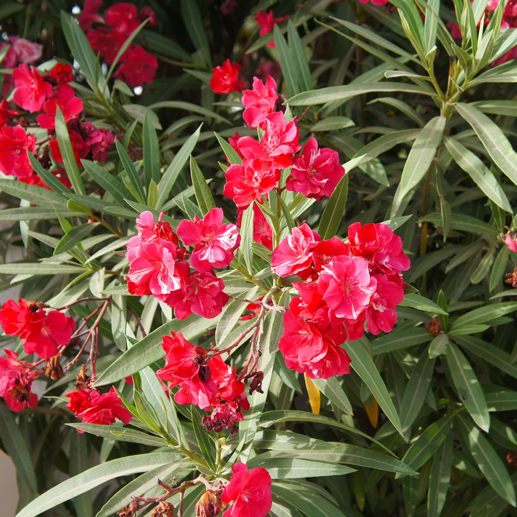 Oleander Double Red - Nerium