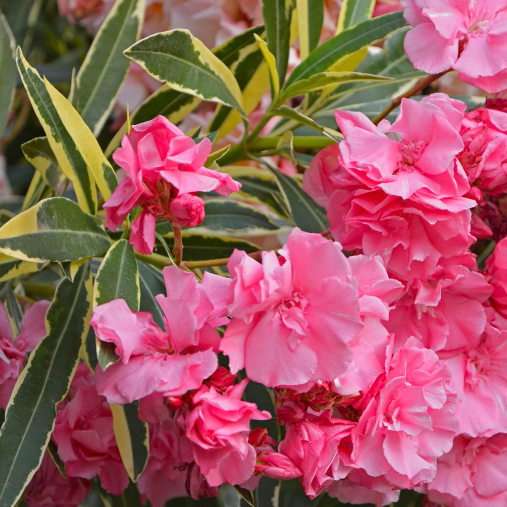 Oleander Variegata - Nerium