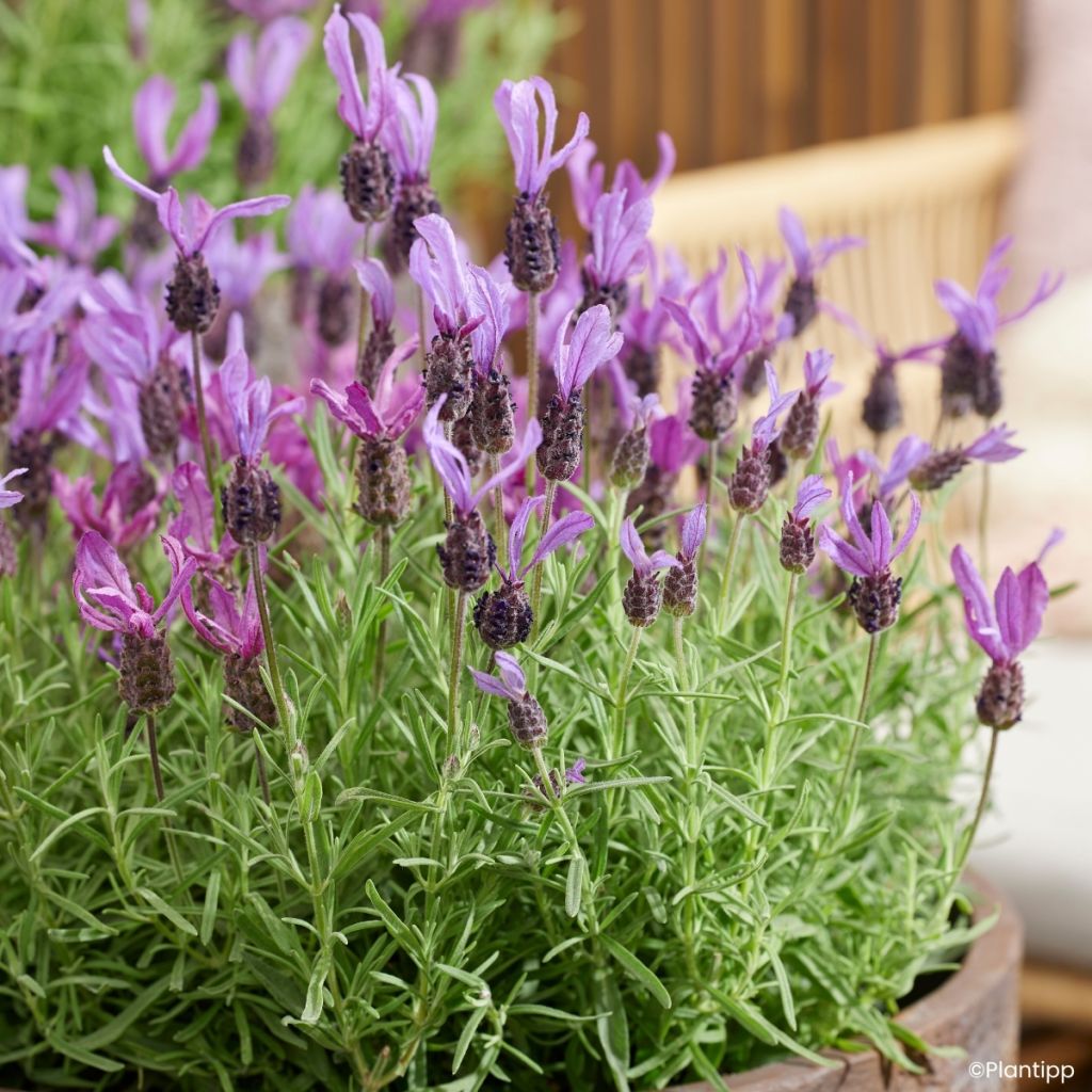 Lavandula stoechas Bella Toscane - Schopf-Lavendel