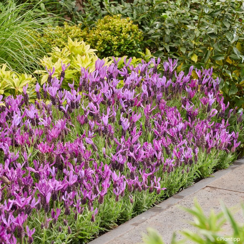 Lavandula stoechas Bella Toscane - Schopf-Lavendel