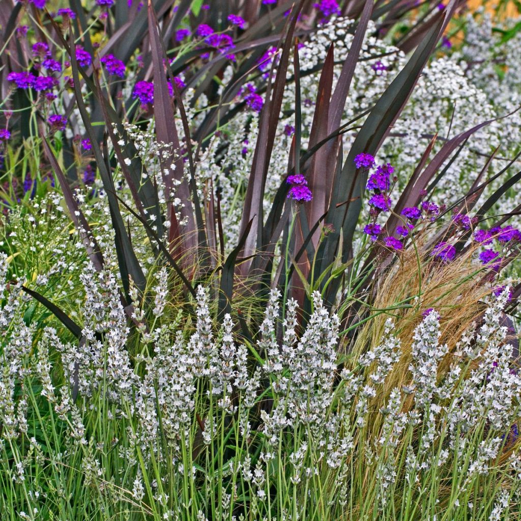 Lavandula angustifolia Alba - Echter Lavendel