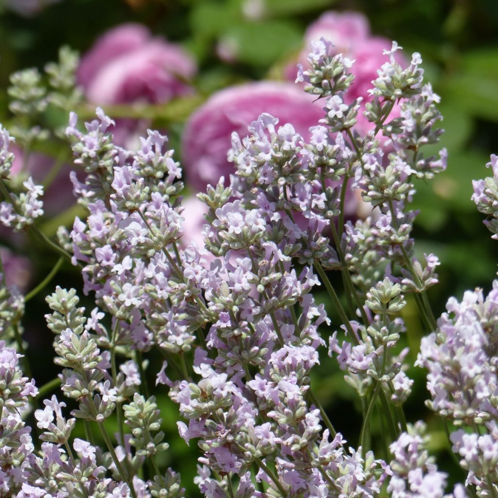 Lavandula angustifolia Rosea - Echter Lavendel
