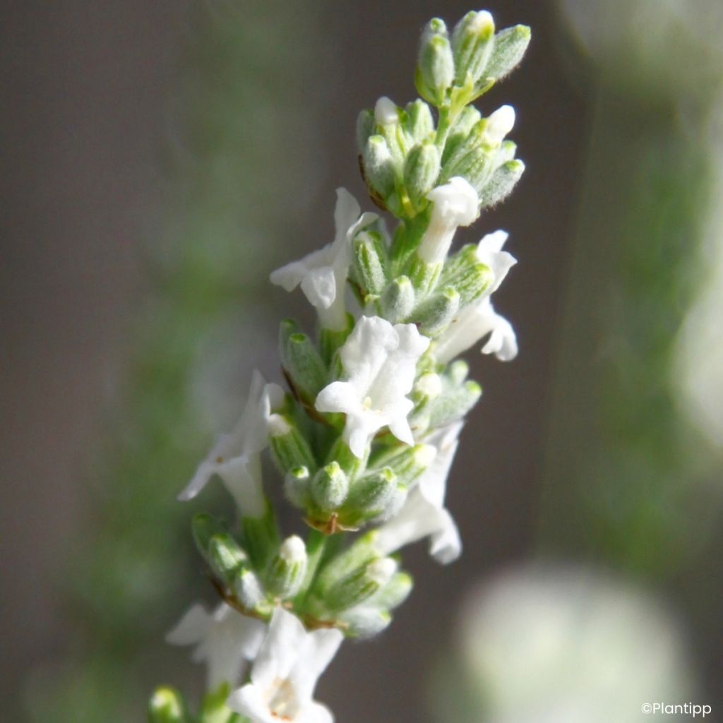 Lavandula intermedia Exceptional - Provence-Lavendel