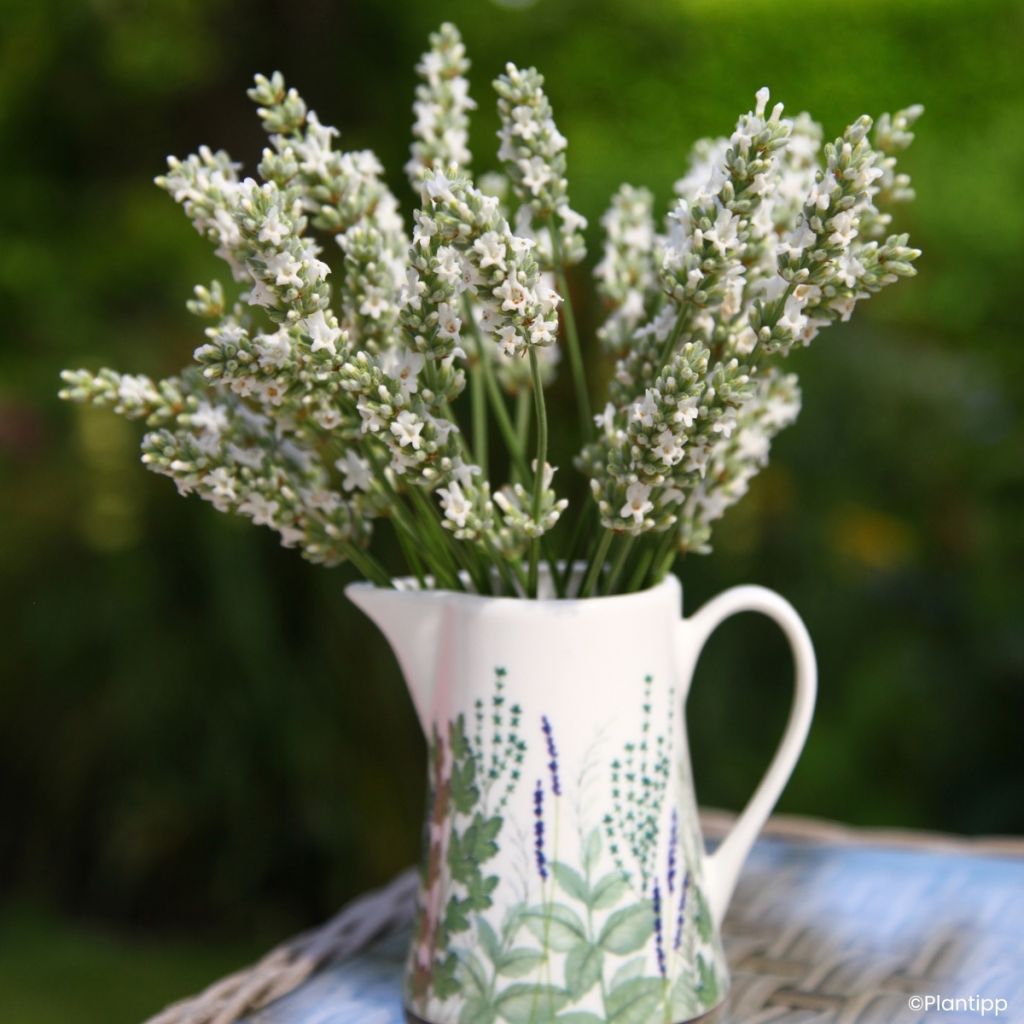 Lavandula intermedia Exceptional - Provence-Lavendel