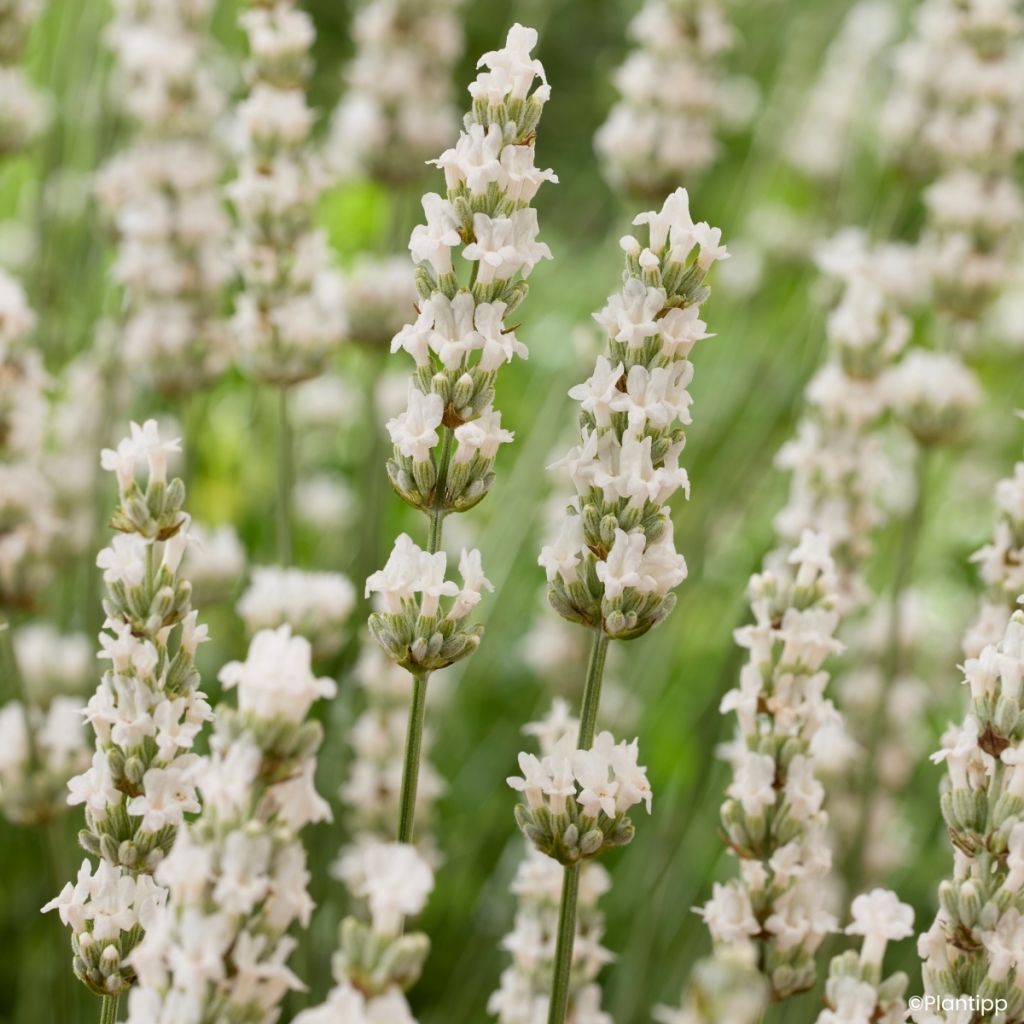 Lavandula intermedia Exceptional - Provence-Lavendel