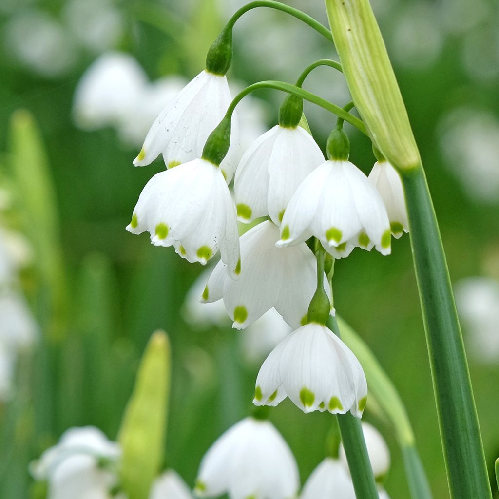 Leucojum aestivum Bridesmaid - Sommer-Knotenblume