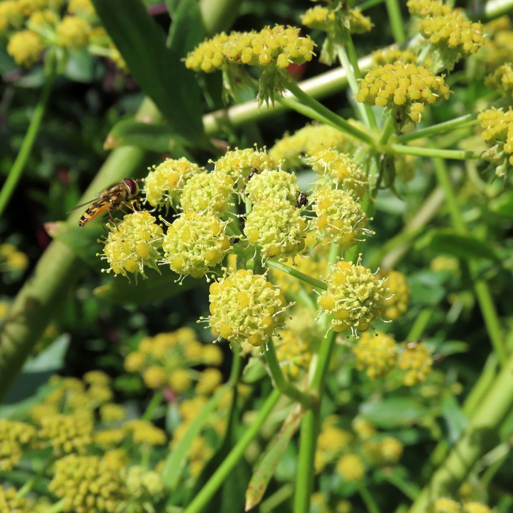 Liebstöckel - Levisticum officinalis (Samen)